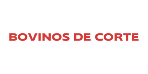 Bovinos de Corte